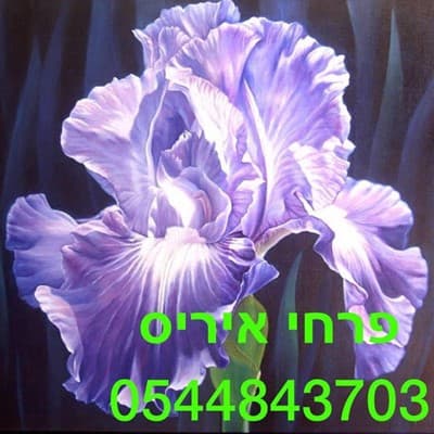 פרחי איריס קריית אתא