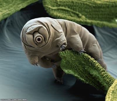 water bear