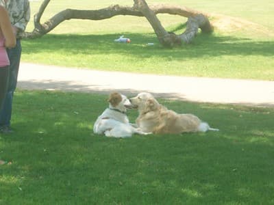 Dogs at the Park