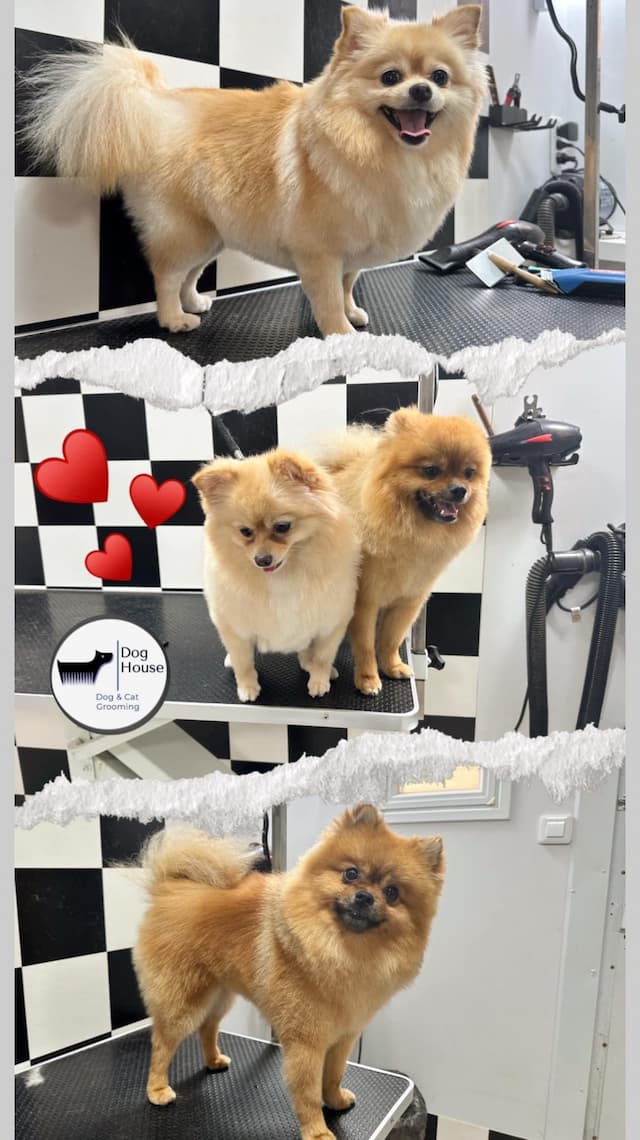 מספרה לכלבים Dog House salon image